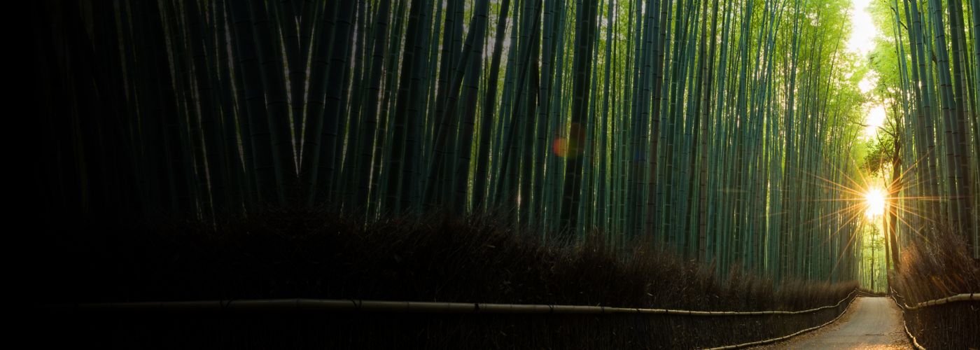 bamboo with sunlight shining through